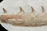 Fossil Mosasaur (Tethysaurus) Jaw Section - Goulmima, Morocco #107091-3